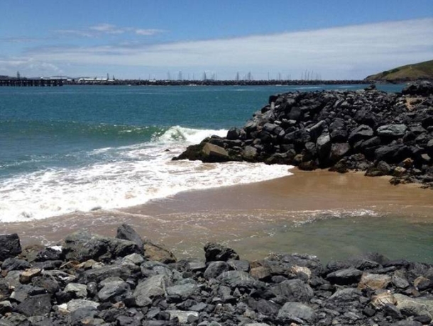 An example of a brown Siamese fighting fish. Image: Nathan Litjens